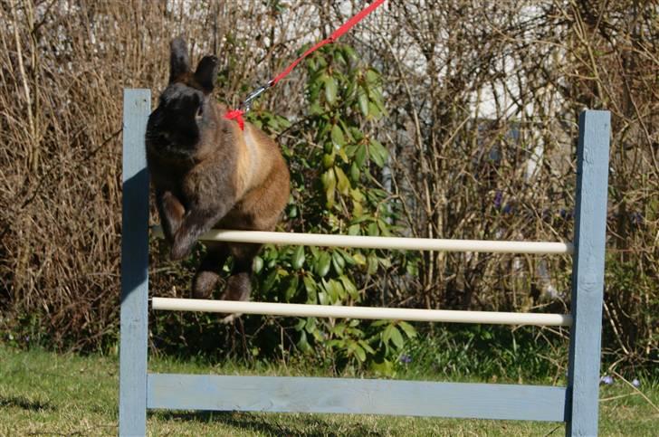 Kanin Guf´s Mikkel billede 9