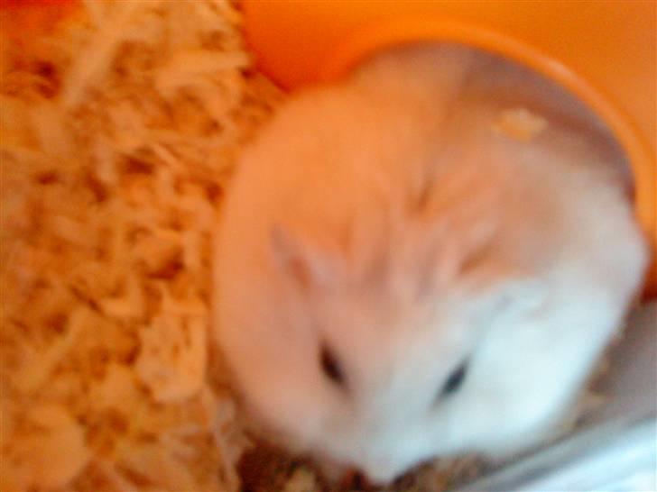 Dværghamster Fede - 1# Se Så Tyk han er :-) <3 ! billede 1