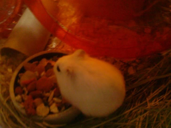 Dværghamster Fede - 2# Min elskede Fede :-) <3 ! billede 2