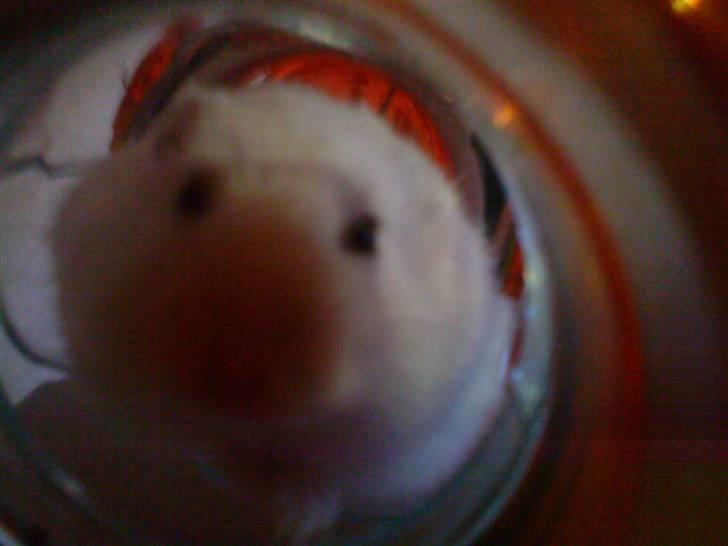 Dværghamster Fede - 3# Såé Søød :-) <3 billede 3