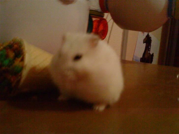 Dværghamster Fede - 4# <3 ! :-) billede 4