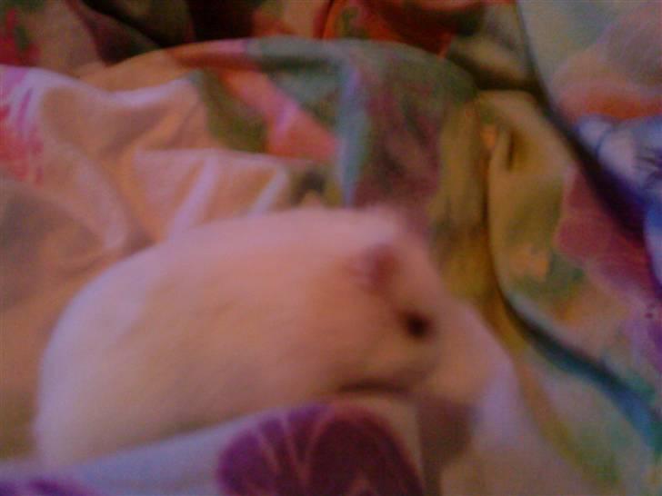 Dværghamster Fede - 5# :-) <3 ! billede 5