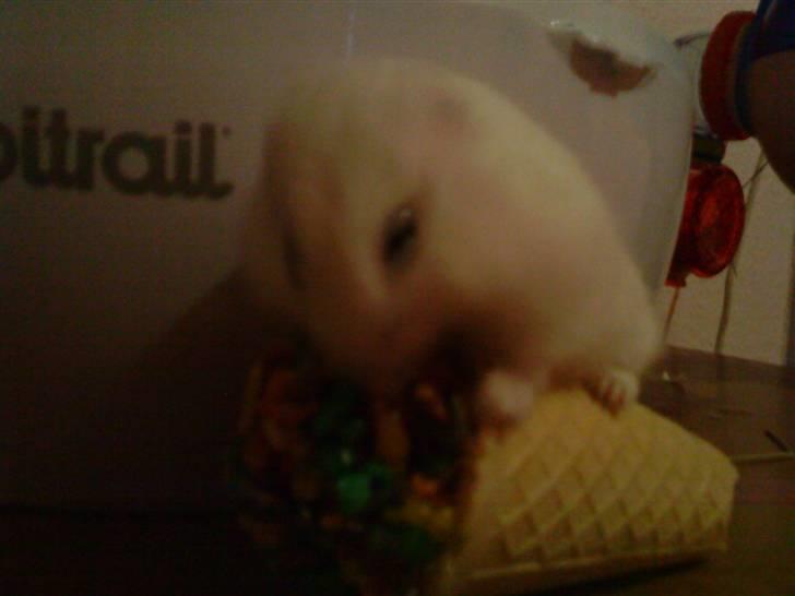 Dværghamster Fede - 6# Spiser Gnaver is :-) <3 billede 6