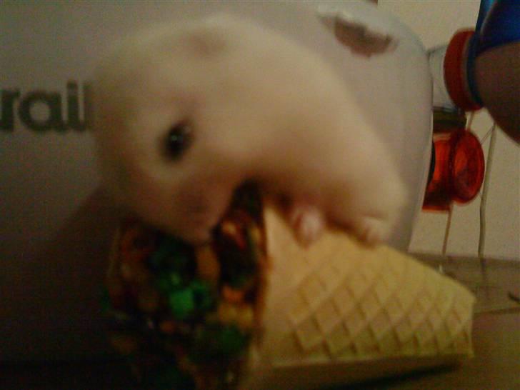 Dværghamster Fede - 7# Hihi :-) billede 7