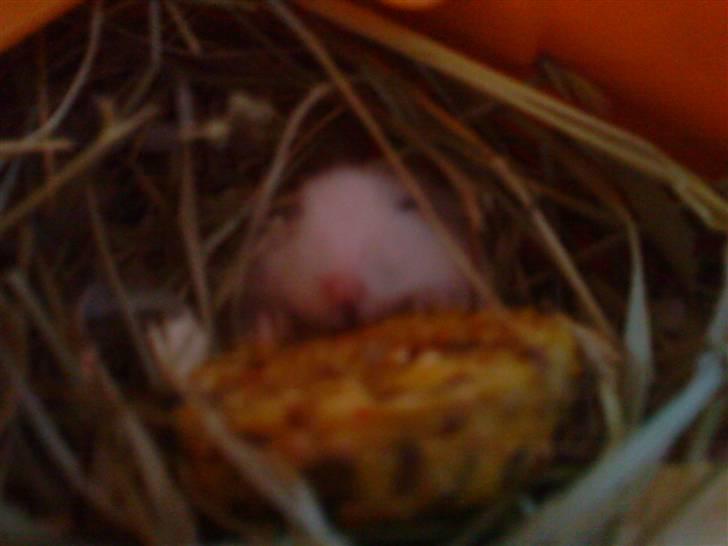 Dværghamster Fede - 8# Da jeg lige havde fået ham hvor han fik en Hamster Kiks :-) <3 billede 8