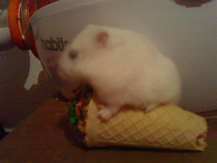 Dværghamster Fede - 9# Hihi Han spiser en Gnaver is :-) <33 billede 9
