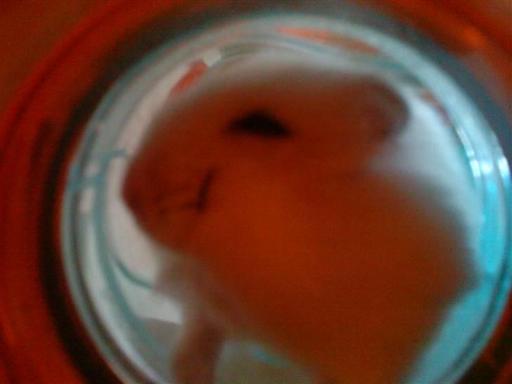 Dværghamster Fede - 10# Fede <33 billede 10