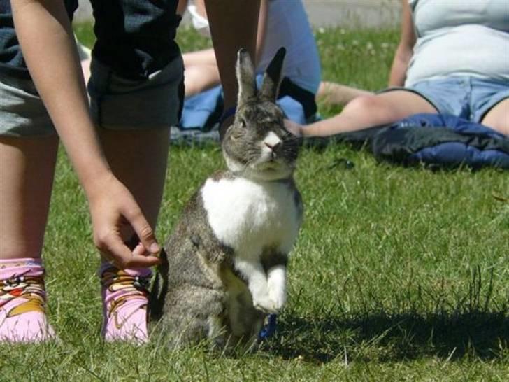 Kanin SCh. Mr. Playboy Bunny - Sådan er Playboys "gøre sig klar til højdespringsposition" billede 2