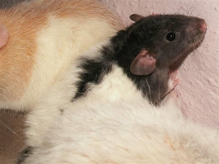 Tamrotte Alenya's Tumle  R.I.P billede 6