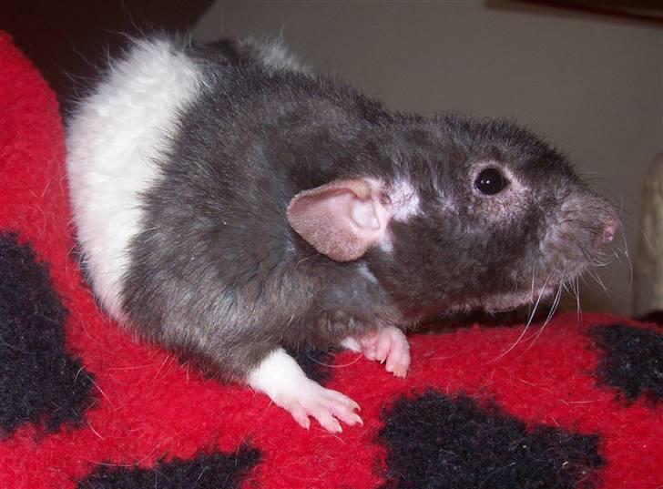 Tamrotte Alenya's Tumle  R.I.P billede 7