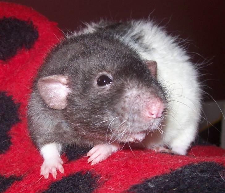 Tamrotte Alenya's Tumle  R.I.P billede 8