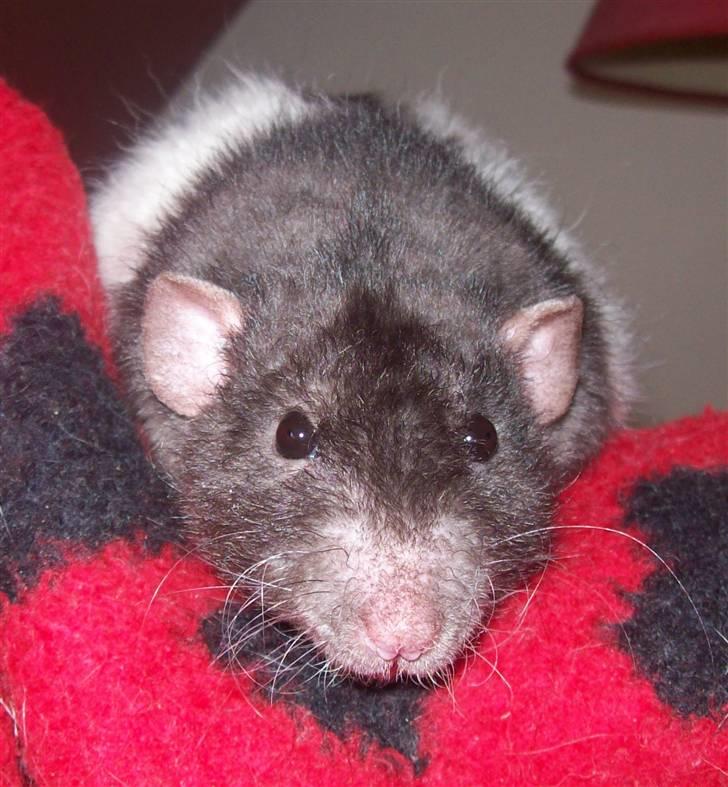 Tamrotte Alenya's Tumle  R.I.P billede 9