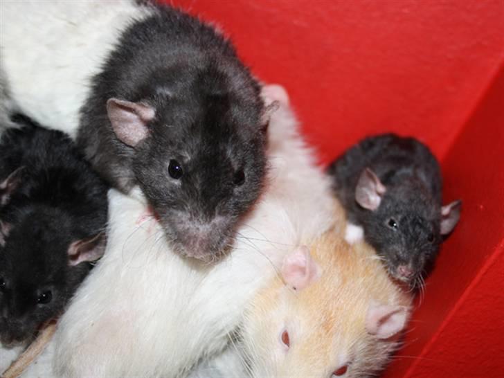 Tamrotte Alenya's Tumle  R.I.P billede 10