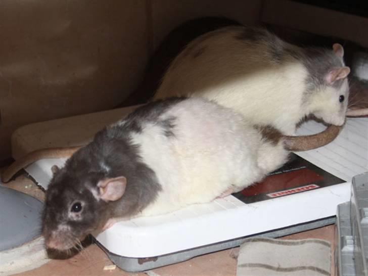 Tamrotte Alenya's Tumle  R.I.P billede 11