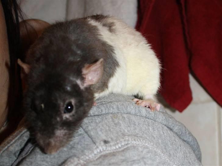 Tamrotte Alenya's Tumle  R.I.P billede 12