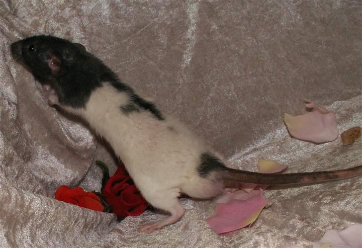 Tamrotte Alenya's Tumle  R.I.P billede 13