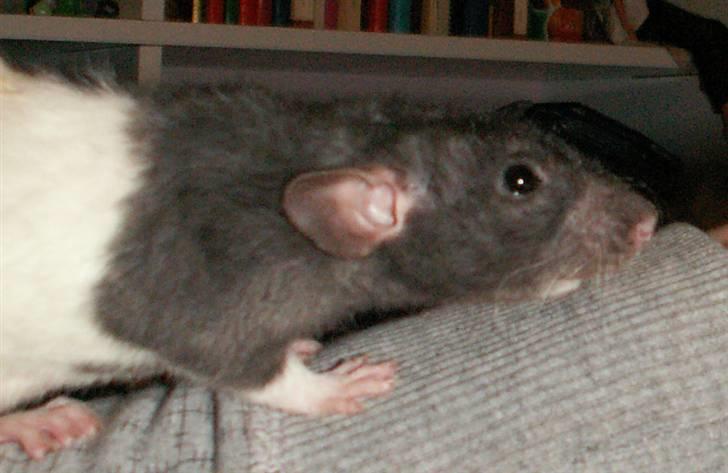 Tamrotte Alenya's Tumle  R.I.P billede 14