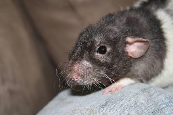 Tamrotte Alenya's Tumle  R.I.P billede 15