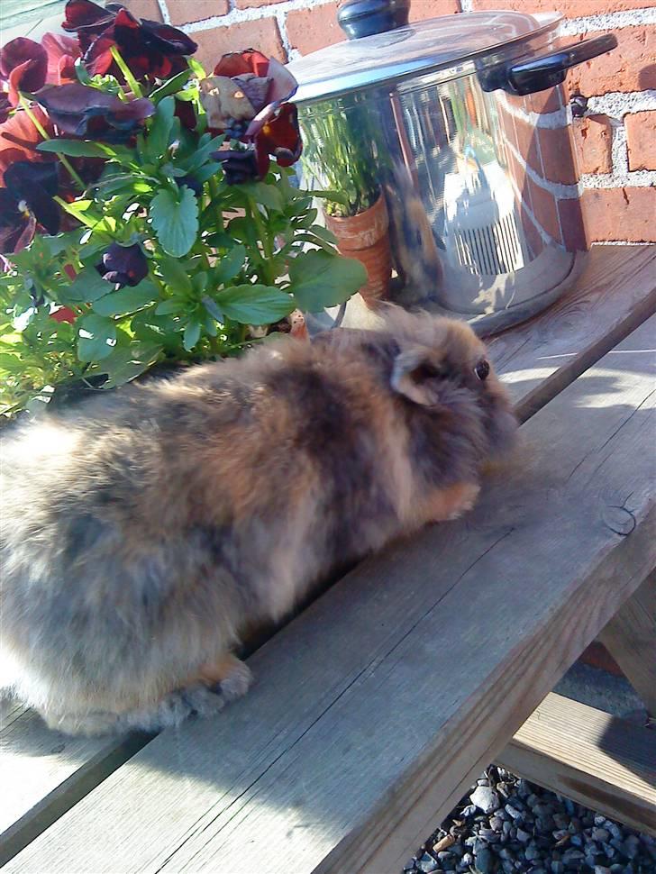 Kanin LH-Rabit's Bombaje  billede 7