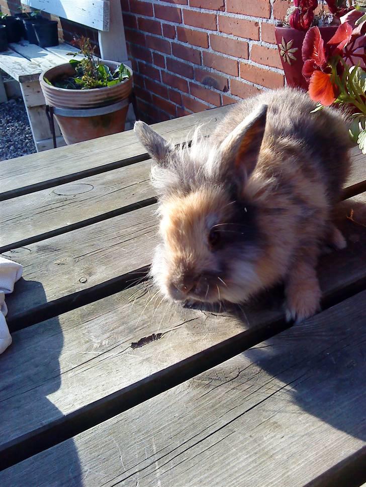 Kanin LH-Rabit's Bombaje  billede 8