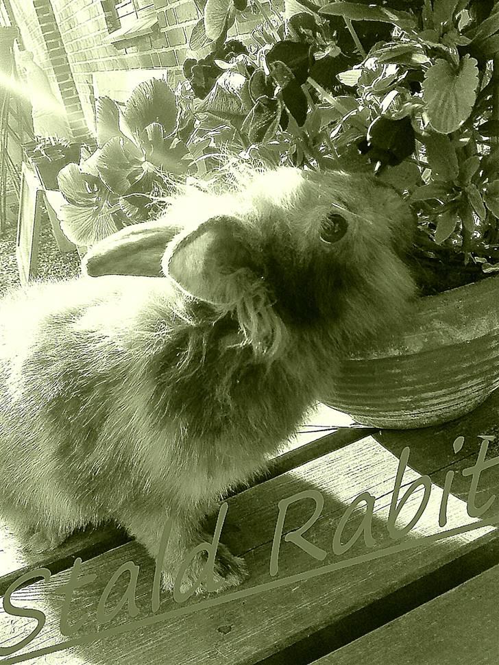 Kanin LH-Rabit's Bombaje  billede 9