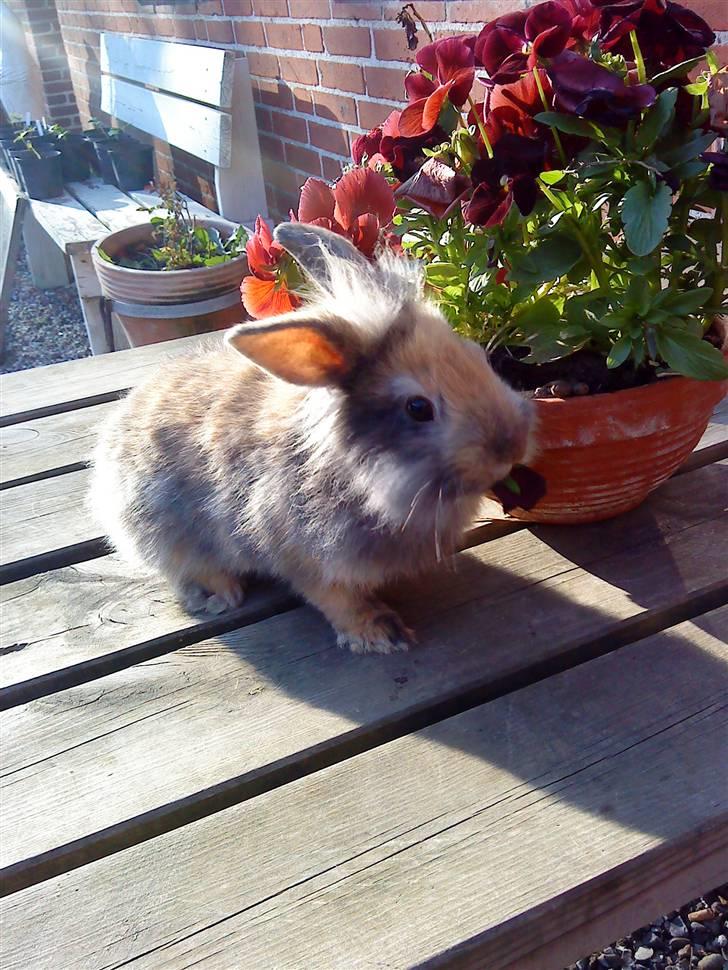 Kanin LH-Rabit's Bombaje  billede 10