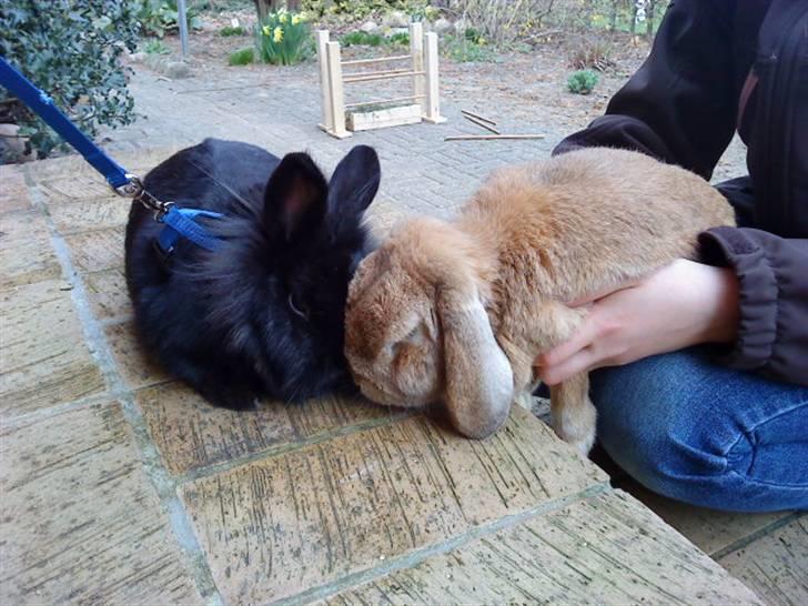 Kanin Soeky - Soeky og hendes afdøde mand Kaninfar/ A.M.s Snuske<3 billede 5