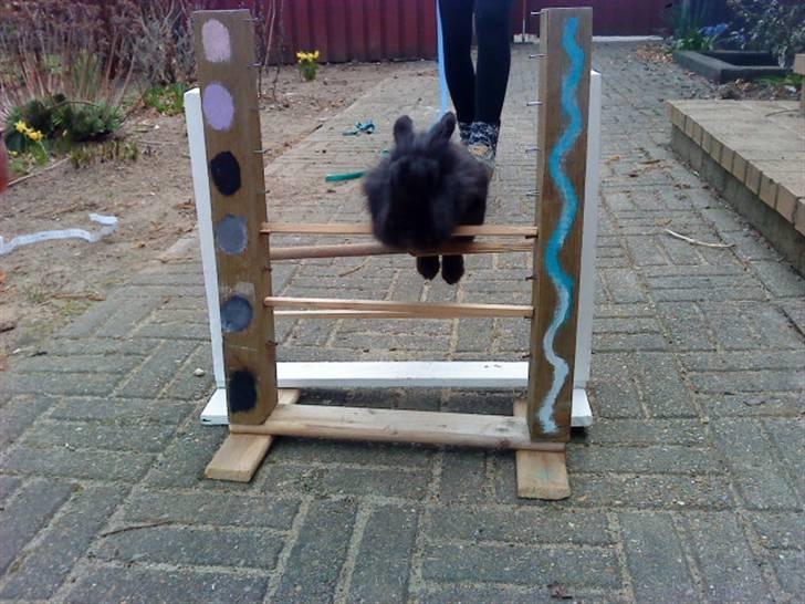 Kanin Soeky - Soeky der hopper<3 billede 6