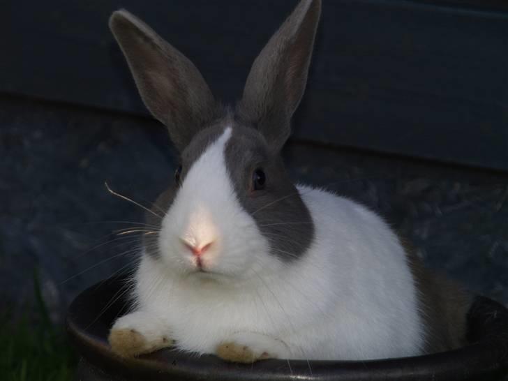 Kanin - Hollænder Strandvejs Shapper billede 18