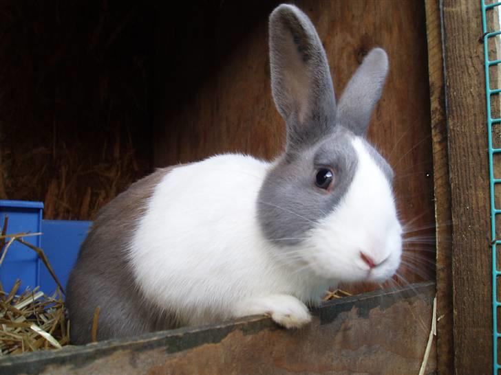 Kanin - Hollænder Strandvejs Shapper - Shapper som ungdyr :) billede 19