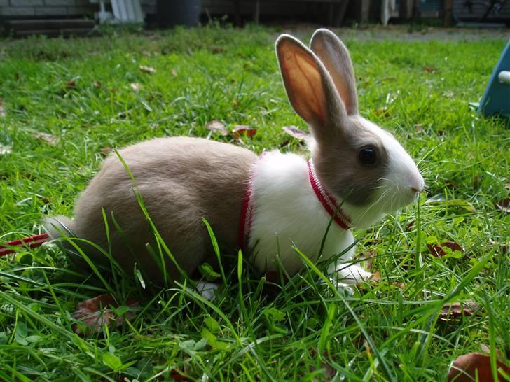 Kanin - Hollænder Strandvejs Shapper - Shapper som lille :D billede 20