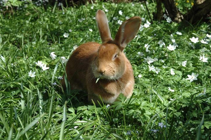 Kanin Smartii - Nyt :)  billede 19