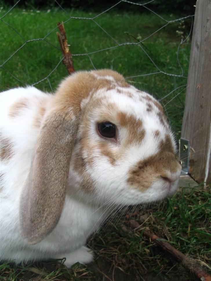Kanin Pusling  RIP billede 15