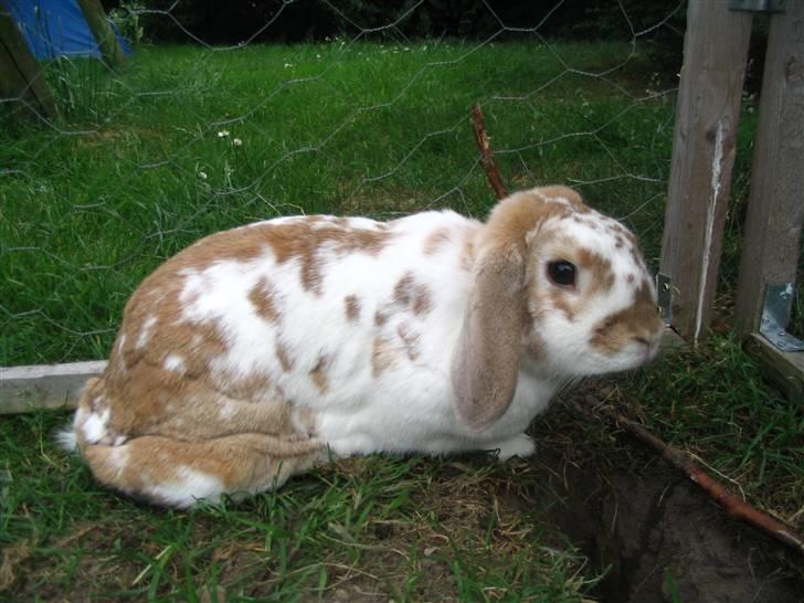 Kanin Pusling  RIP billede 16