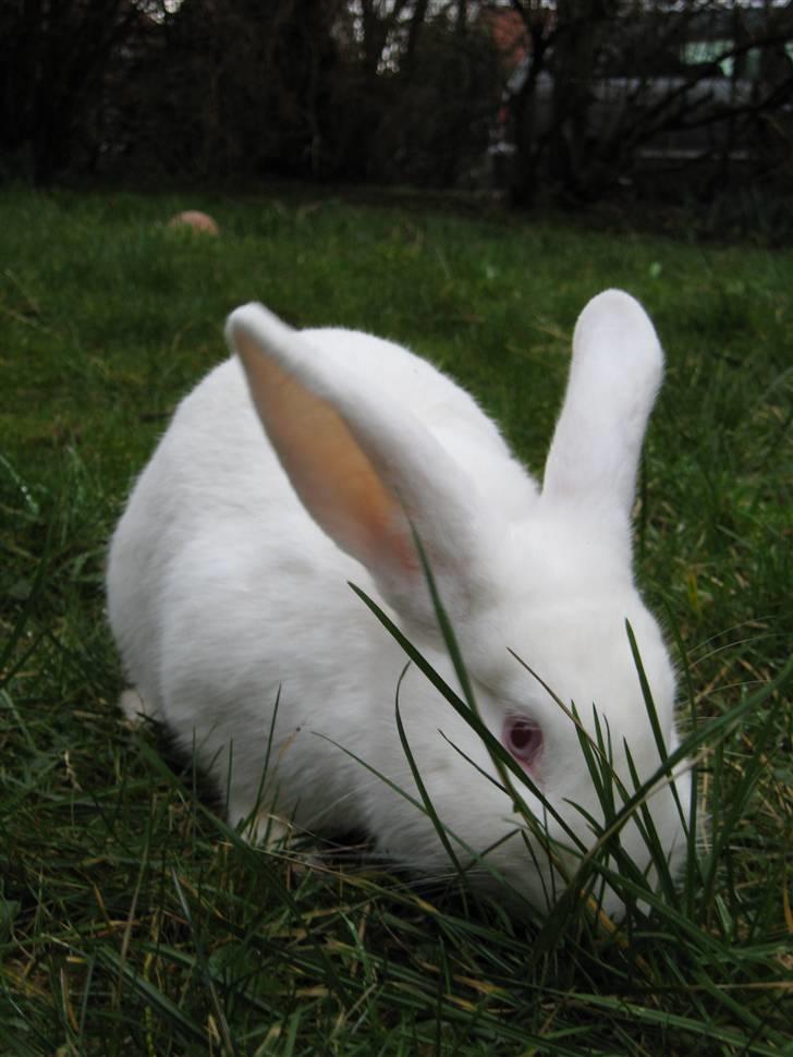 Kanin Mira billede 11