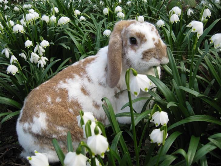 Kanin Pusling  RIP billede 17