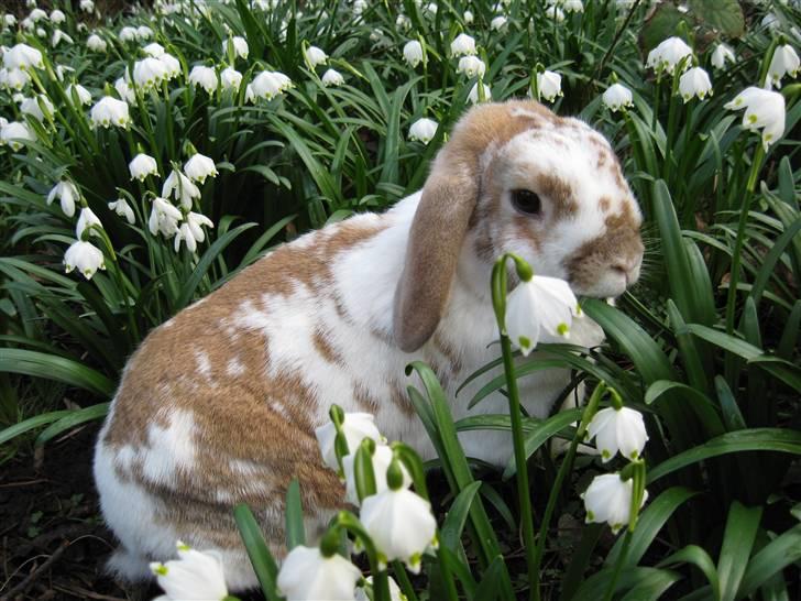 Kanin Pusling  RIP billede 18