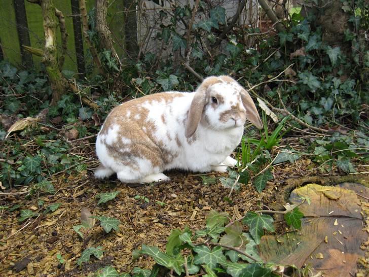 Kanin Pusling  RIP billede 19