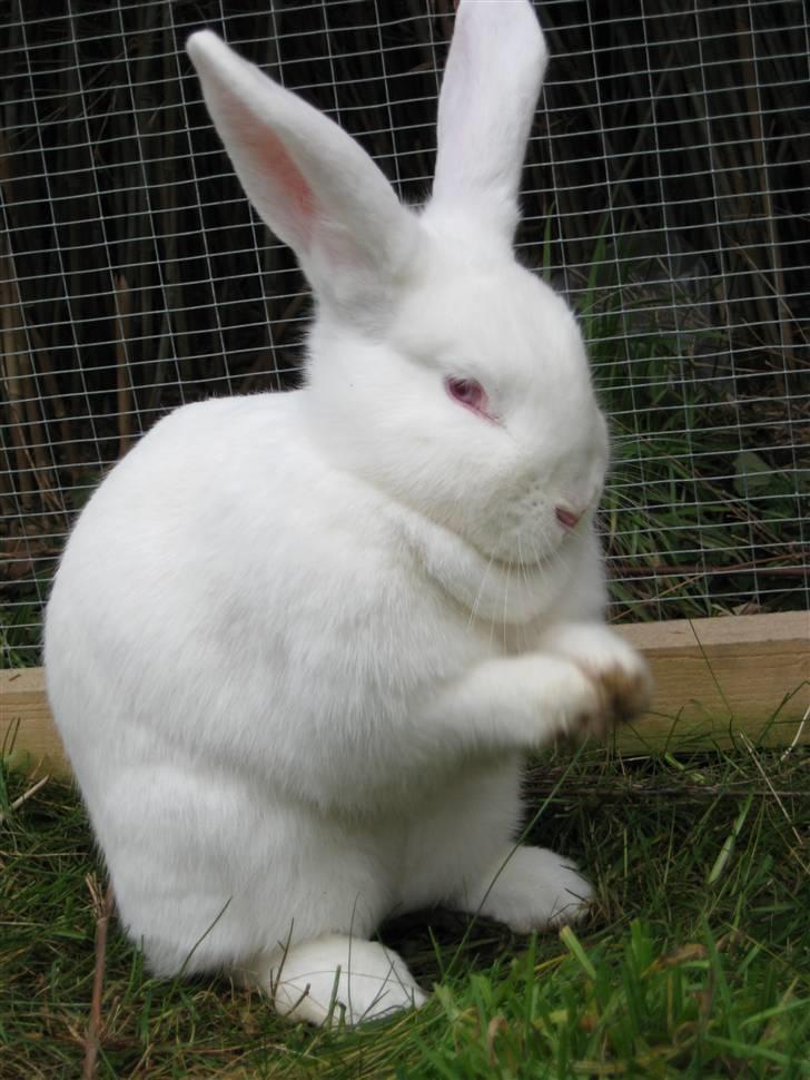 Kanin Mira billede 12