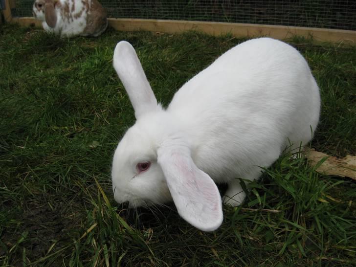 Kanin Mira billede 13