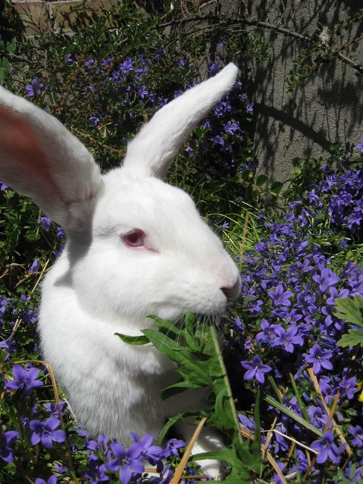 Kanin Mira billede 14