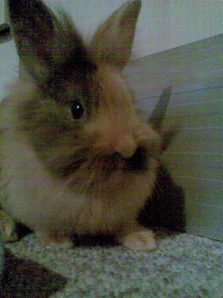 Kanin Juvel - Juvel som lille :) billede 4