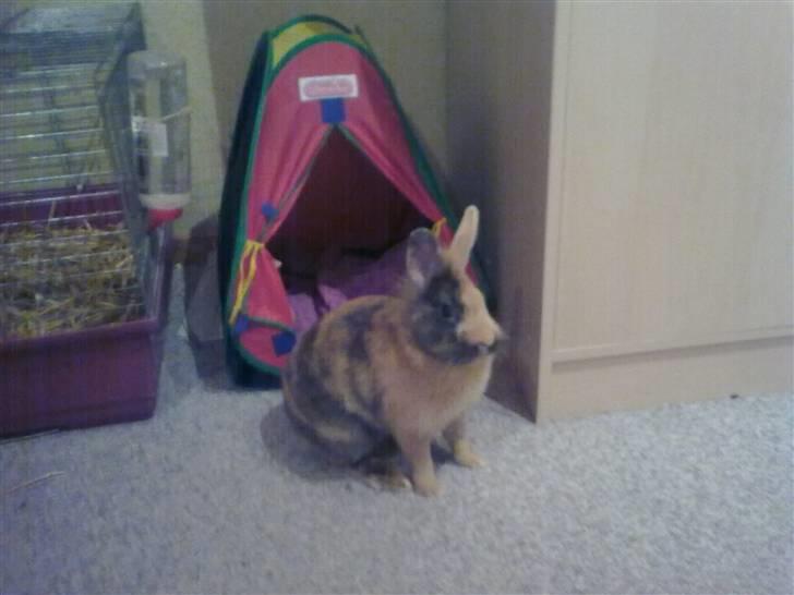 Kanin Juvel billede 5