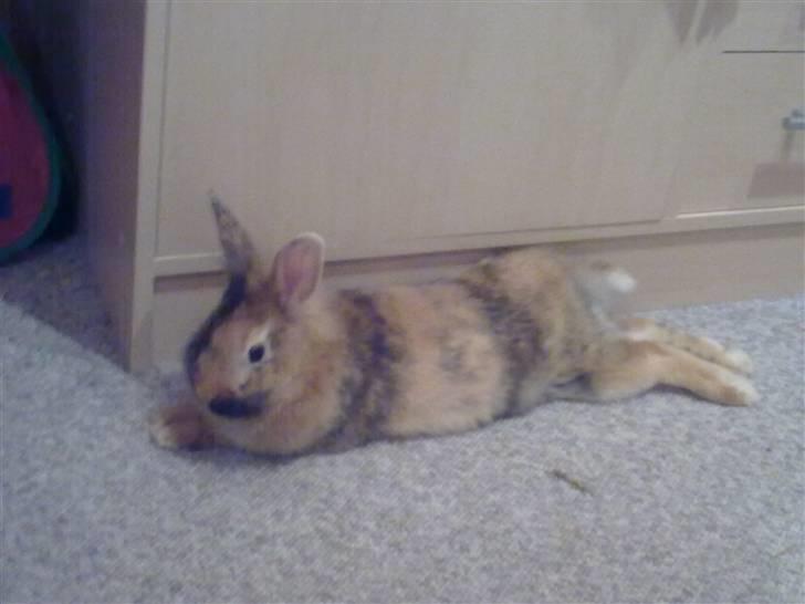 Kanin Juvel - Afslapning :) billede 6