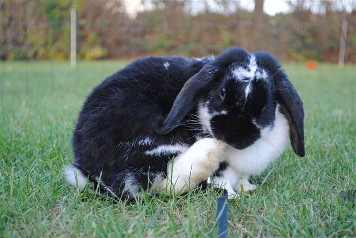 Kanin †Sjuske RIP d. 18 jan :'( - 14/ Hun vasker sig lige efter træningen :) billede 14