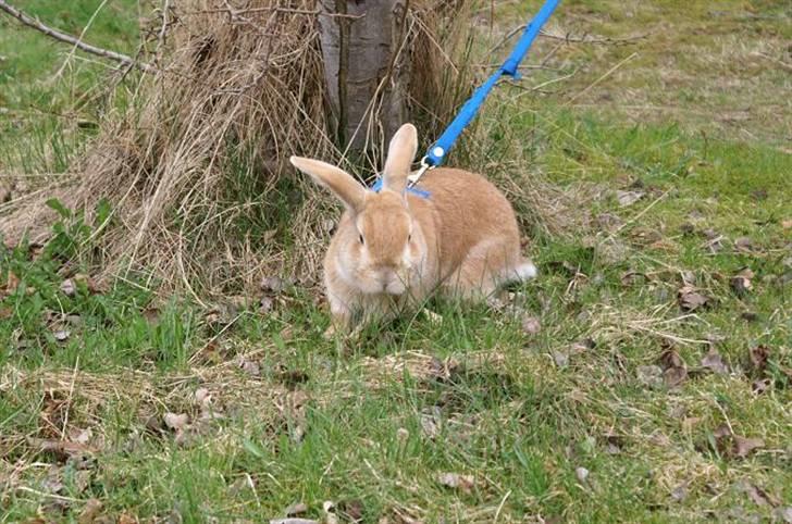 Kanin Shine my Sonny billede 5