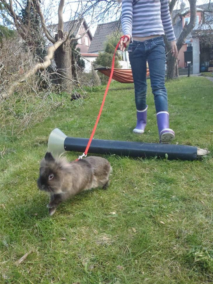 Kanin - løvehoved Pjuske R.I.P. - hun strækker rigtig ud efter springet <3 billede 7