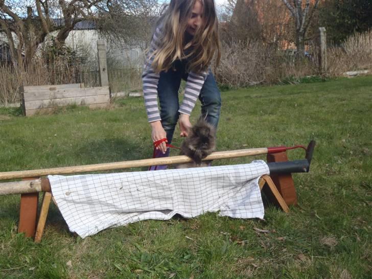 Kanin - løvehoved Pjuske R.I.P. - hun springer højt af en lille ninus at være :D billede 8