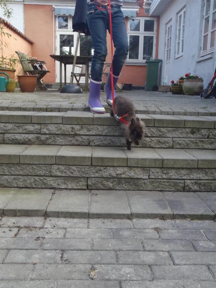 Kanin - løvehoved Pjuske R.I.P. - og ned af træppen ;D billede 9