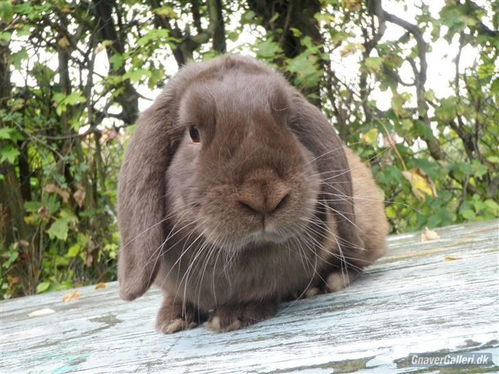 Kanin CACAO CONGO - Hvem er stjernen det er jeg :) haha !!!! Foto: Jose billede 4